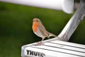 This feathered beauty kept nicking our nibbles ... 'Robbin' Red Breast'