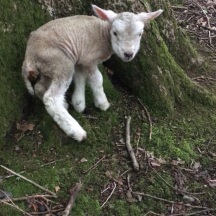 Sweet little lamb